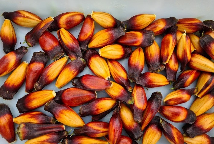 Quer saber como separar os pinhões atacados pela broca?