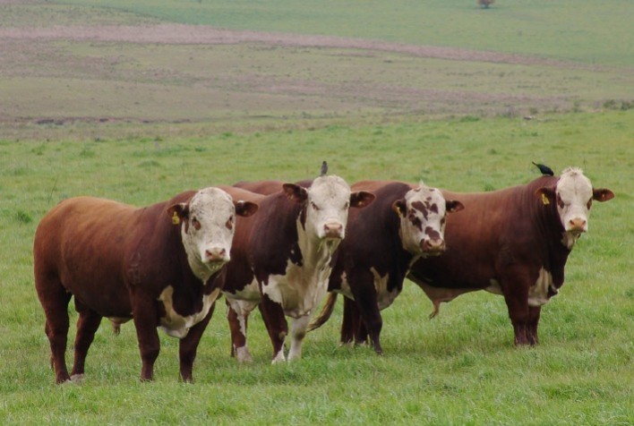 Subprodutos da indústria na nutrição de bovinos promovem benefícios ambientais
