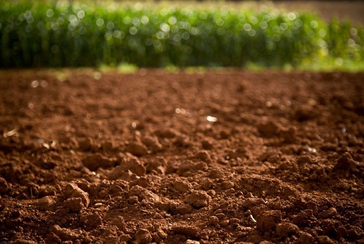 Evolução nos estudos do microbioma da soja mostra importância de técnicas moleculares