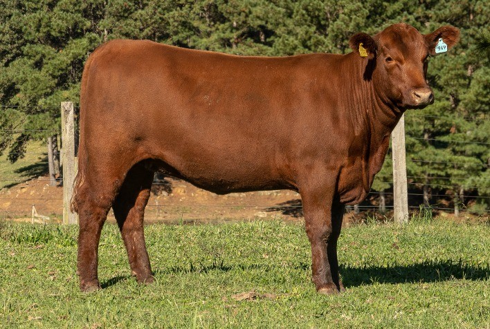 Renascença garante média de R$ 15,6 mil para fêmeas Angus