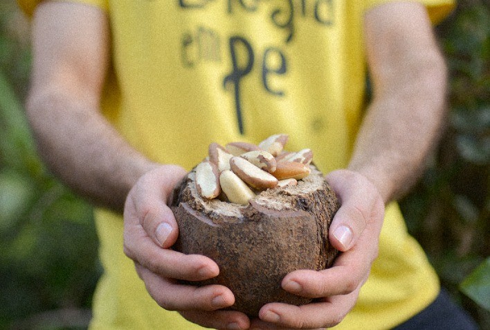 Projeto preserva floresta e leva a castanha 'premium' de MT para os EUA