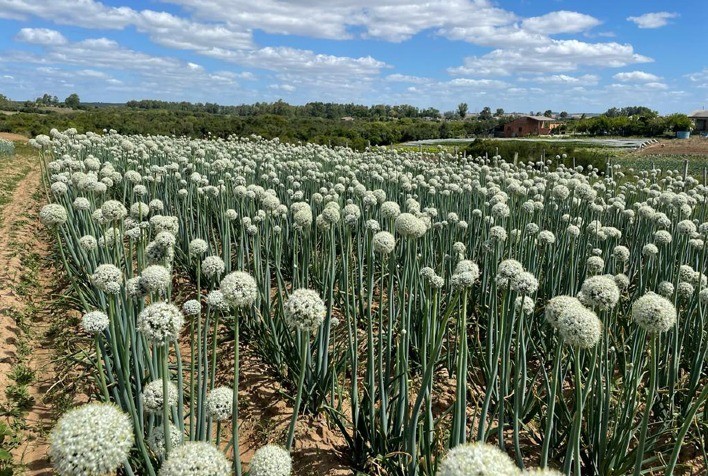Pesquisa desenvolve variedade de cebola com maior durabilidade pós-colheita