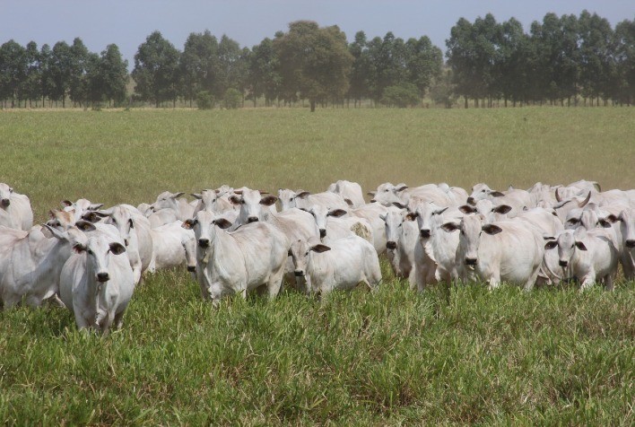 Arroba do boi gordo em Mato Grosso cai 1,7% e da vaca gorda 2,2%