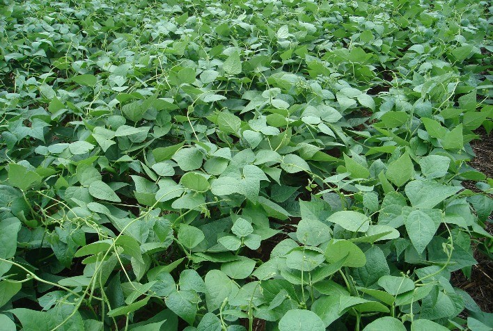 Ibrafe: Chuvas e geadas trazem fim melancólico à segunda safra de Feijão 2022