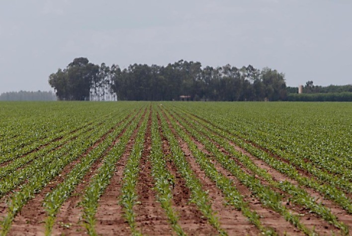 A 051 Capital compra propriedade no Matopiba e lança primeiro fiagro exclusivamente de terras do mercado brasileiro