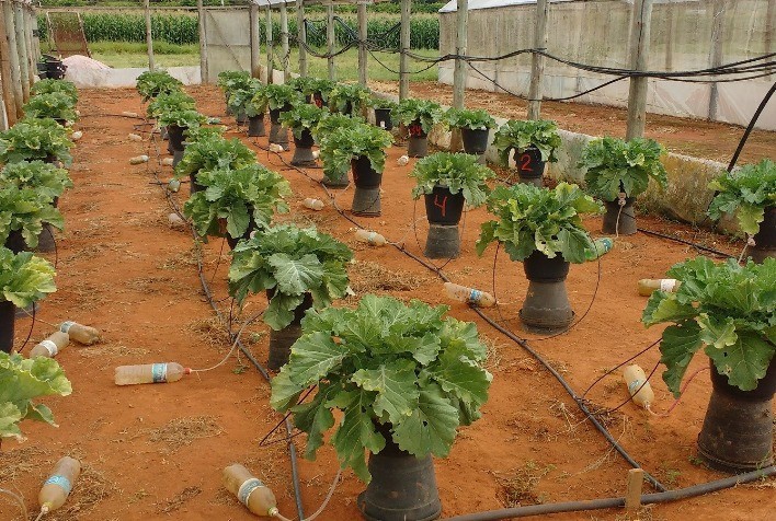 Artigo publicado em revista internacional aponta que a contaminação do solo com chumbo afeta negativamente a comunidade de insetos das plantas