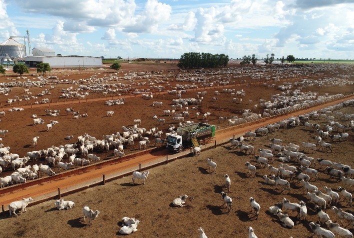 Segunda etapa do Simpósio DSM de Confinamento mostrará tecnologias em nutrição animal e perspectivas para confinamento