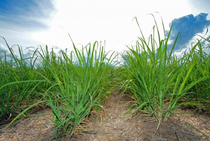 Bayer reforça a importância do manejo de plantas daninhas na pré-emergência da cana