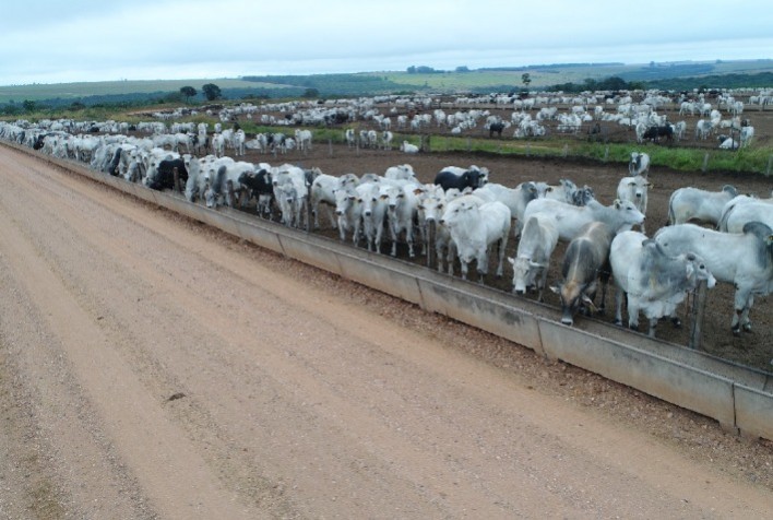 Dia de campo da MFG em Tangará da Serra (MT) mostra tendências da pecuária intensiva