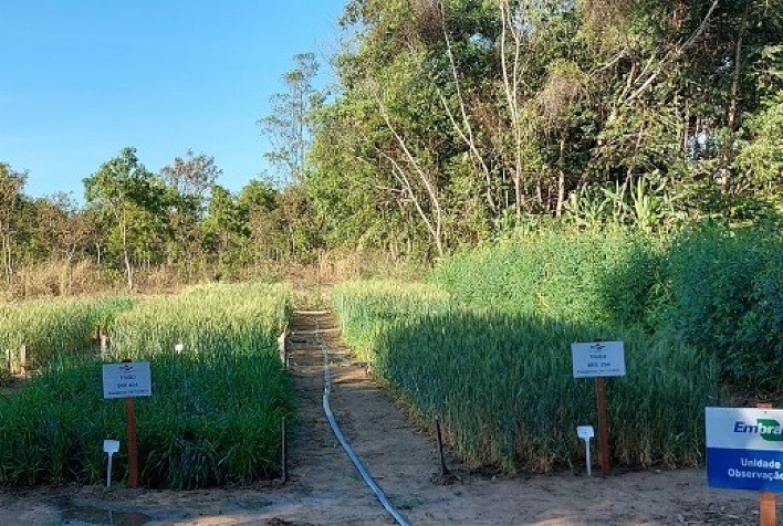 Resultados de pesquisa indicam que é possível produzir trigo de qualidade no cerrado de Roraima