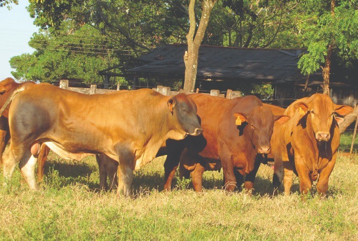 Leilões do Montana acontecem de 28 de junho a 6 de outubro