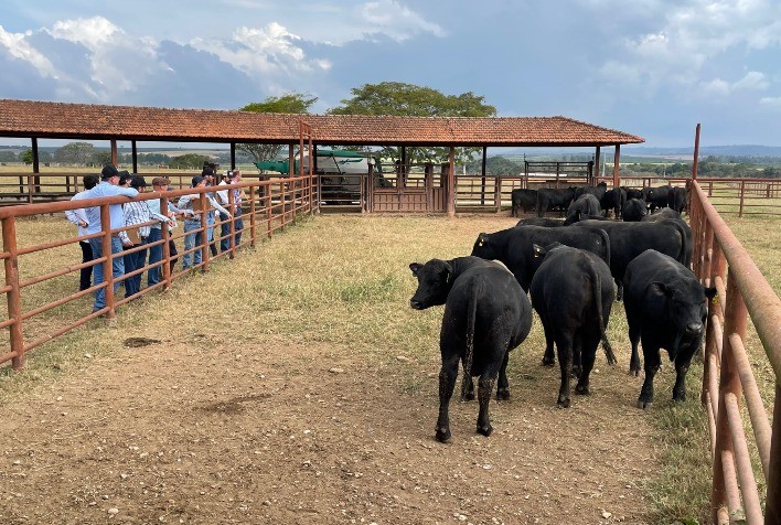 Genômica Angus deve chegar a 8 mil cabeças até o fim de 2022