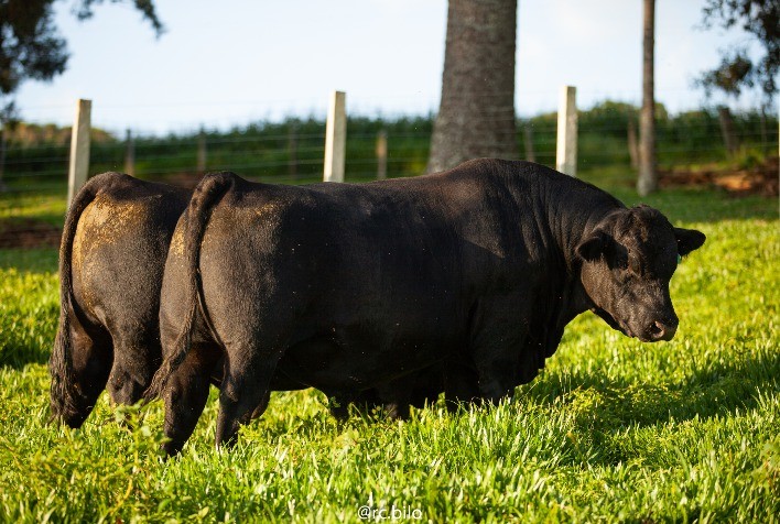 Angus da Limeira ofertará animais Angus com dados genômicos