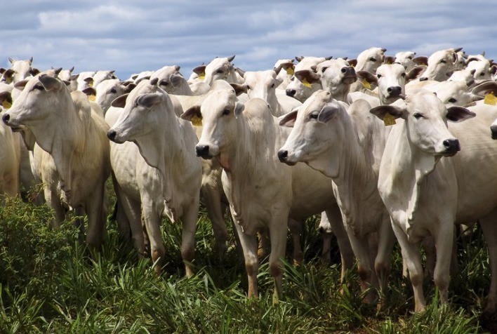Redução na cotação do boi gordo acende luz amarela para o primeiro giro