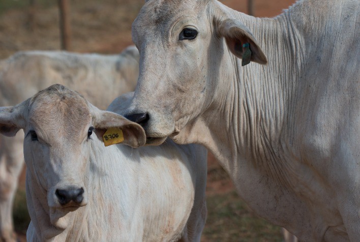 Pecuaristas dispõem de soluções inovadoras para evitar que parasitas suguem a produtividade do gado, diz especialista da Vetoquinol