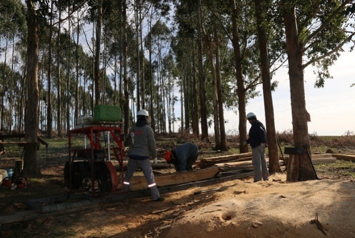 Produtores começam a obter renda em projeto de integração pecuária-floresta na Região da Campanha