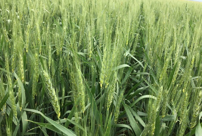 Fungicida entrega excelência no controle de oídio e ferrugem, conforme atestam pesquisas no Sul do País