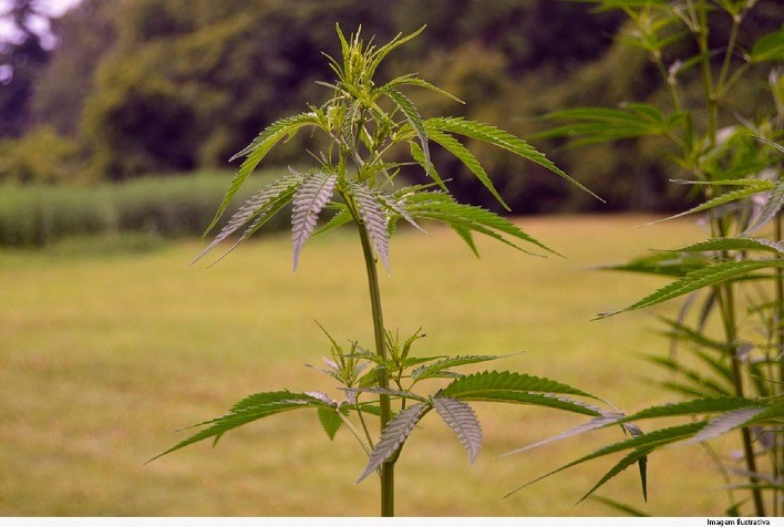 Cultivo de Cannabis LIBERADO pelo STJ