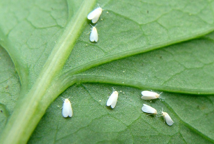 Fungo Clonostachys rosea é eficiente contra o mofo-branco e a mosca-branca