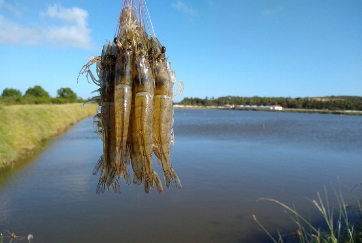 Ciência define um modelo simplificado de cultivo de camarão fora da zona costeira