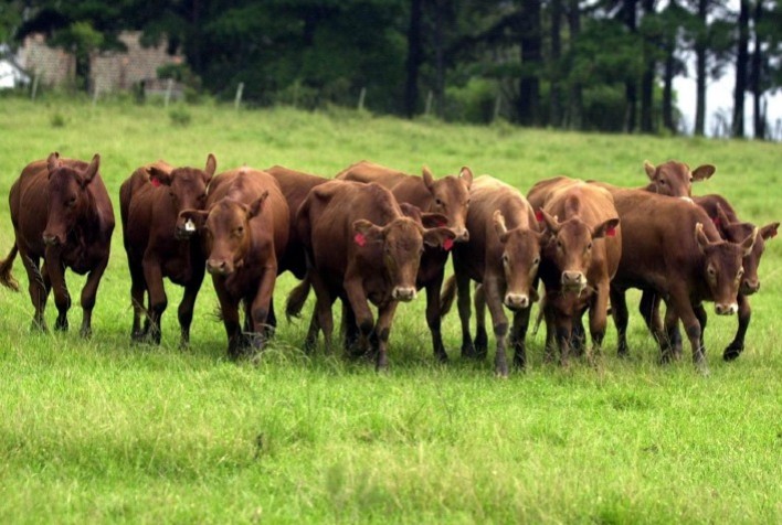 Carne produzida no bioma Pampa conquista selo de identificação