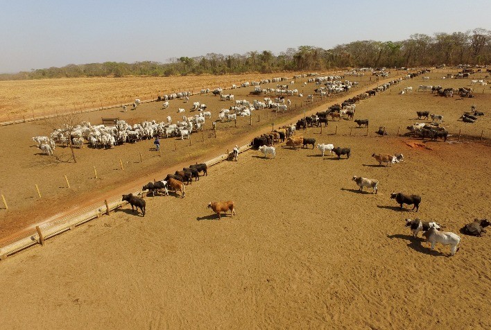 Terceira e última etapa do Simpósio DSM de Confinamento apresentou tecnologias que auxiliam pecuarista no seu dia a dia no campo
