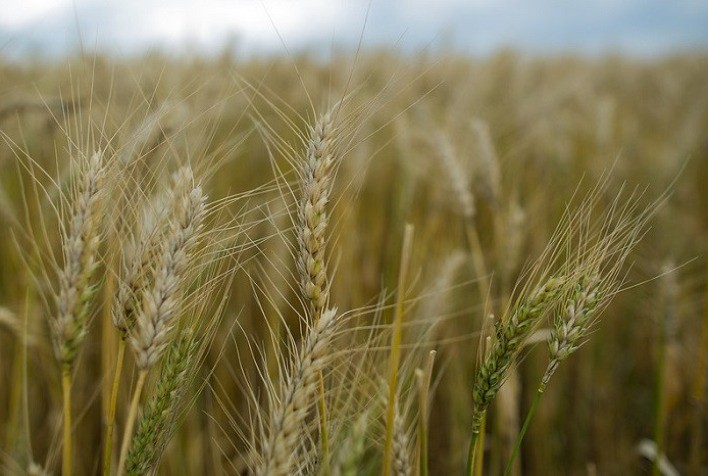 Chile desenvolve trigo tolerante à seca
