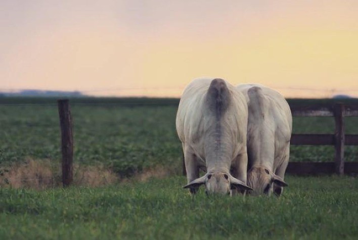 Escalas encurtam e cotações sobem em São Paulo