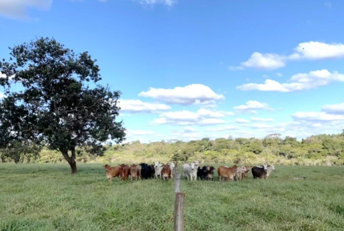 Estudo da Premix mostra impactos positivos do uso de aditivos naturais na dieta de bovinos