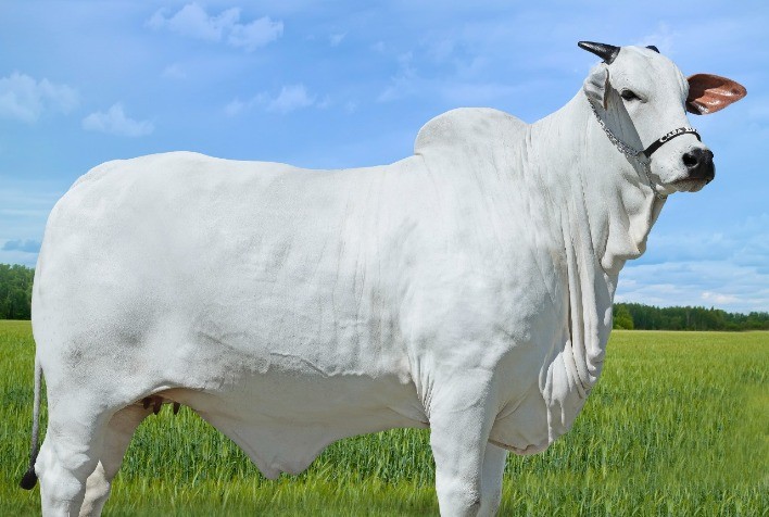 Novo recorde de preço da raça Nelore: SASHA FIV XUAB foi comercializada por R$ 5,76 milhões