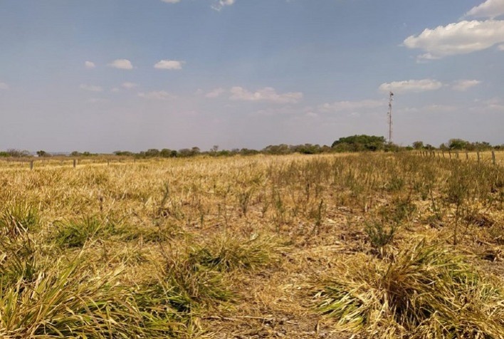 Consórcio de milho com capim colonião reduz em cerca de 70% a infestação de plantas daninhas