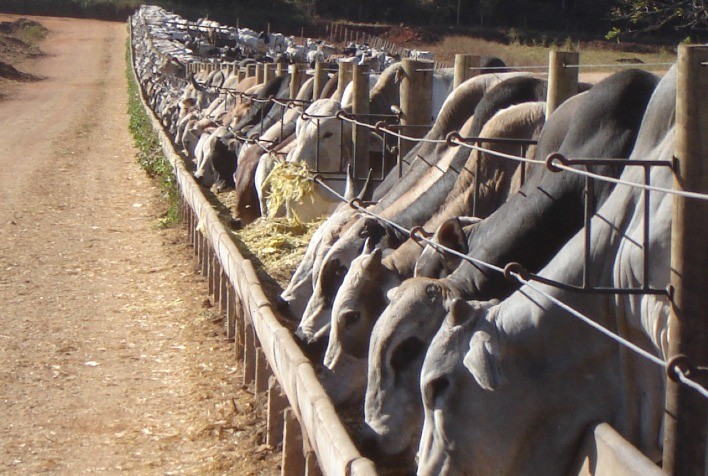 4 insights sobre o futuro da bovinocultura de corte