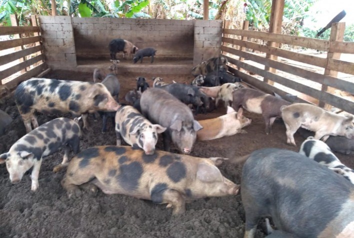 Criação de suínos em cama sobreposta diminui custos, protege meio ambiente e gera renda na agricultura familiar