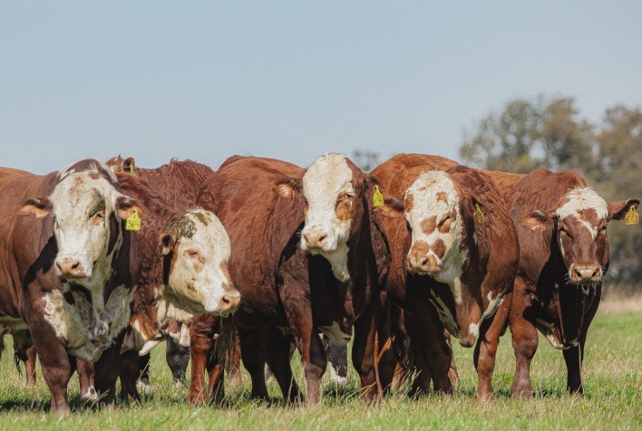 Associados da Conexão Delta G se destacam em ranking de vendedores de touros