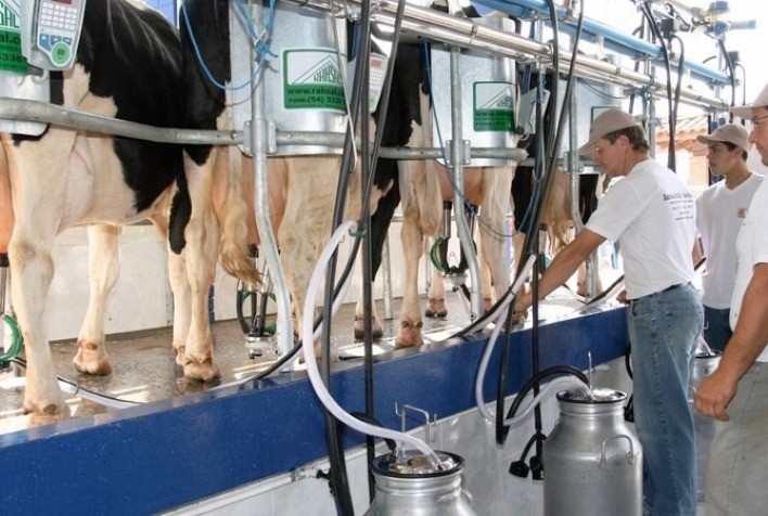 Benefícios aos animais, produtores e consumidores: terapias alternativas na produção e qualidade do leite são estudadas no IZ