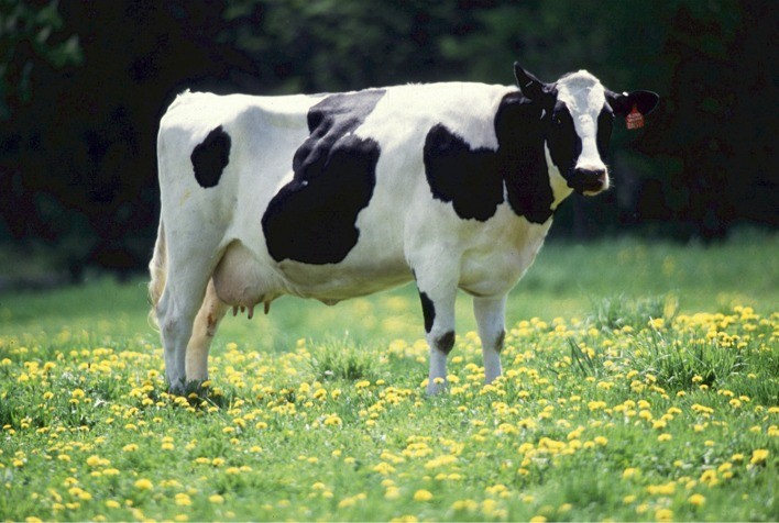 Mastite Ambiental e seus desafios