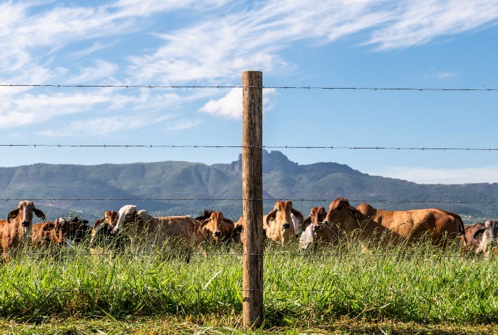 Boi gordo segue valorizando em São Paulo