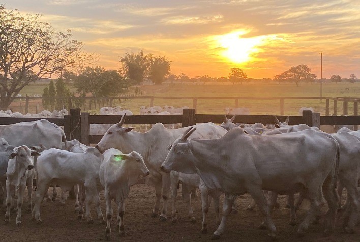 SecureCattle traz solução eficaz para amenizar o estresse dos bezerros na desmama