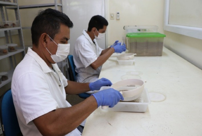 Embrapa Amapá investe no controle biológico da mosca-da-carambola