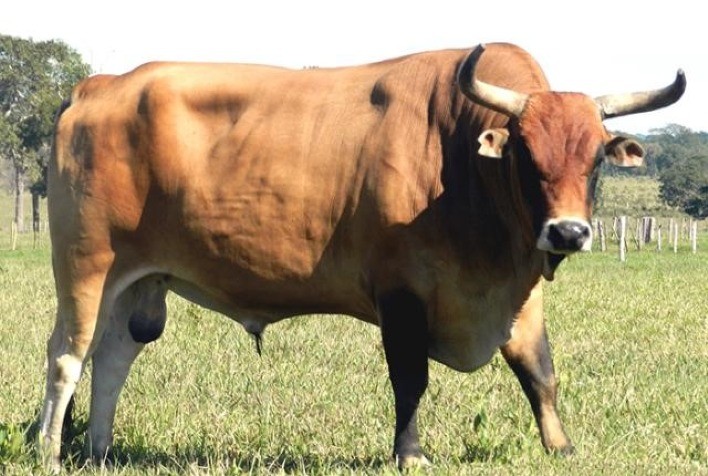 Bovino Pantaneiro: uma história de sobrevivência e adaptação