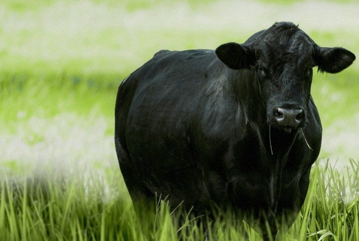 Manejo eficiente da pastagem ajuda na produção de carne de qualidade