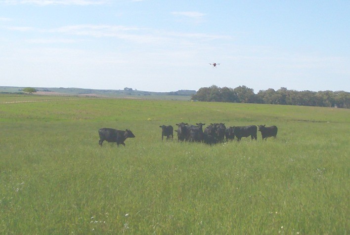 União de esforços para uma pecuária sustentável é o tema do terceiro episódio do Minerva Talks