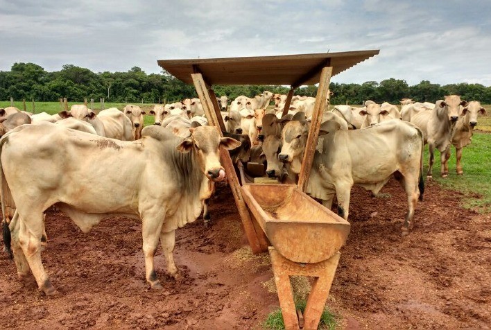 Interação entre pasto e suplementação mineral determina desempenho dos bovinos nas fazendas
