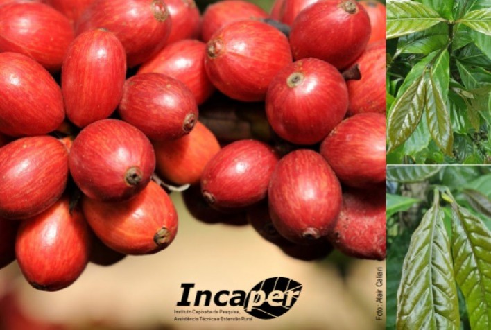 Incaper apresenta características agronômicas de 600 genótipos de Coffea canephora