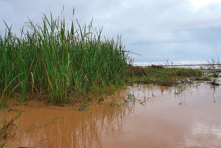 Concentração de Mn na taboa daquela região é 2000% maior do que o índice geralmente encontrado