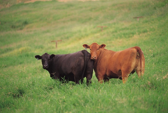 Raça Brangus cresce 94% na venda de sêmen no Brasil