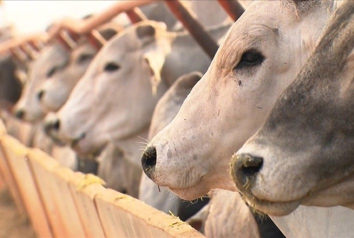 Confinamentos do interior paulista investem em expansão e cuidado especial com nutrição e bem-estar animal, constata Confina Brasil