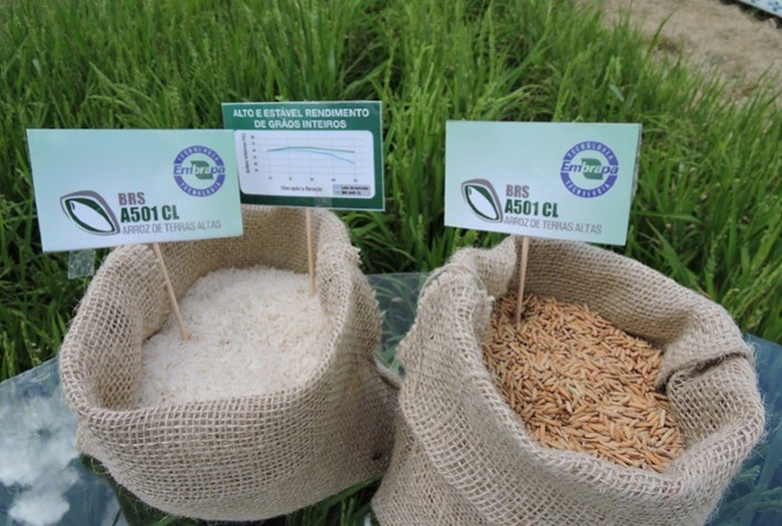 Embrapa apresenta cultivares de arroz e de feijão na Feican 2022