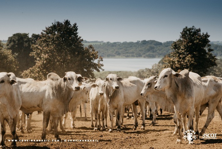 Confina Brasil 2022 visita pecuaristas de Mato Grosso e Mato Grosso do Sul em sua segunda rota