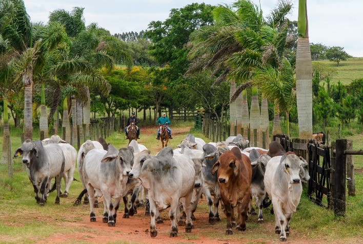 Associação de Brahman abre inscrições para 2ª Prova de Eficiência e Performance
